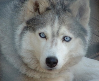 Striker, Lead dog Grey+husky_blue_eyes