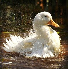 Duck Feathers