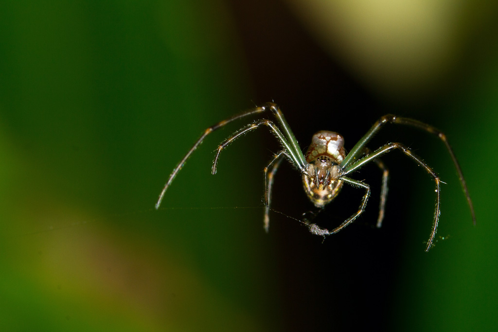 Stylus Garden Orb Weaver Spider Sydney Australia