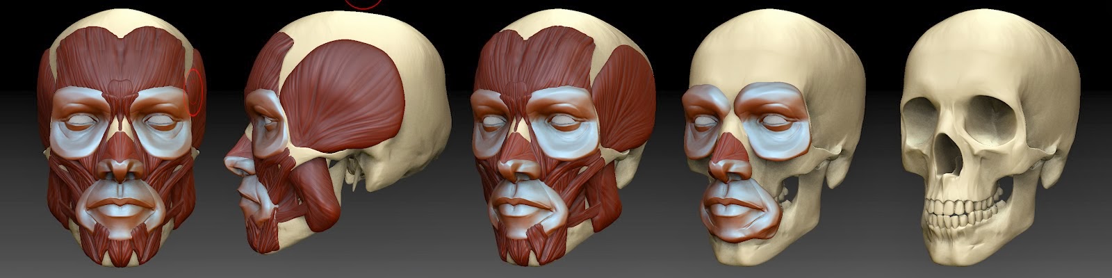 The 3D Art of Niko: Face Anatomy Study