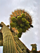 Saguaro Buds Preparing To Bloom