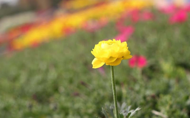 Persian Buttercup Flowers Pictures