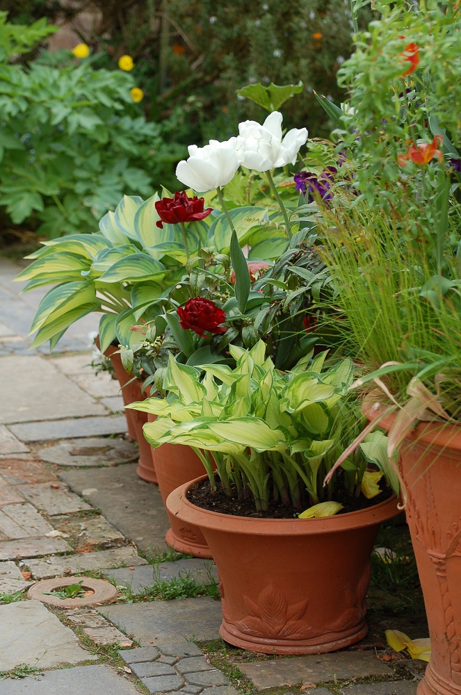 Potting Up... Late tulips and pricking out seedlings