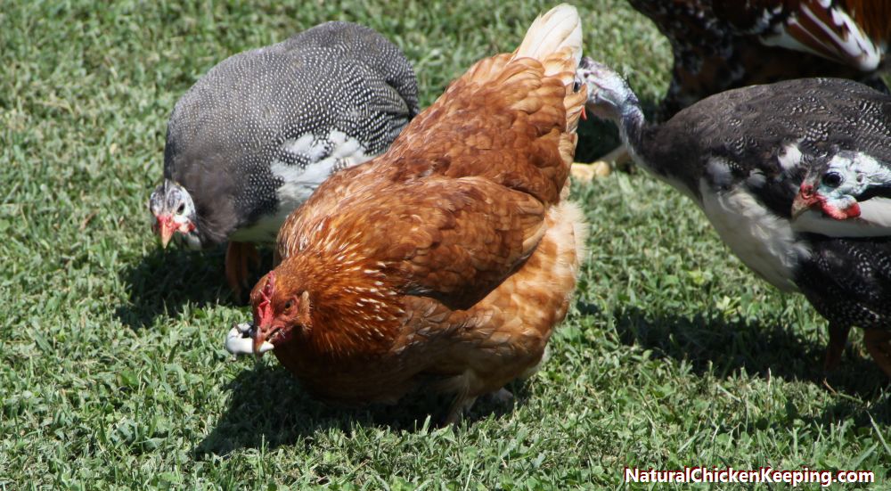 Natural Chicken Keeping How to Eat a Lizard