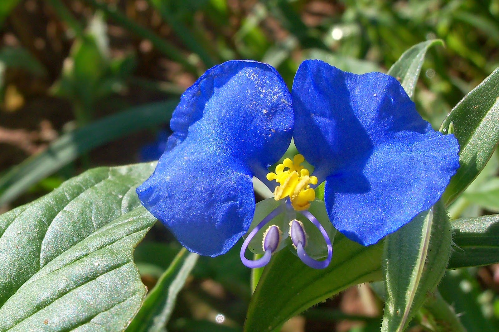 Kim's County Line Wild at Heart Snapshot Kansas