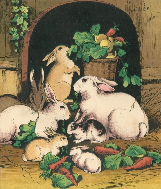 bumble button Darling Victorian Rabbits and Bunnies From Children's