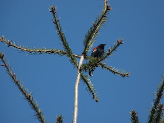 Bird in park Bird in park