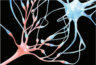 Συνάψεις των νευρικών κυττάρων - Η μυστική ζωή του εγκεφάλου - Η αξία της ονειροπόλησης,νευροεπιστήμη, εγκέφαλος, ονειροπόληση