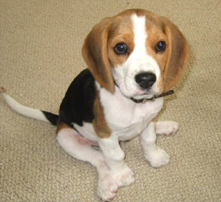 Beagle Cachorro Perro