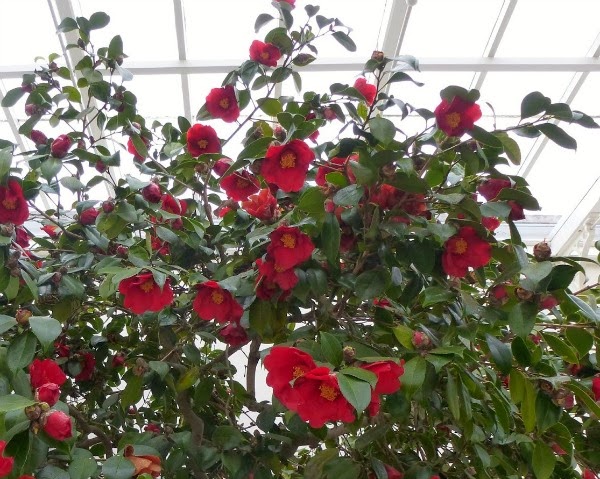 Camelia japónica 'Aitonia' Camelia japónica 'Aitonia'