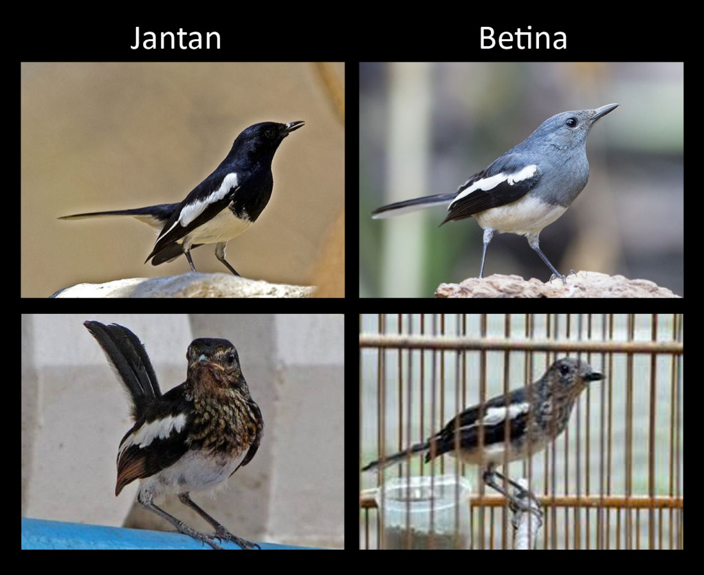 Cerita Cueng Perbedaan Kacer Jantan Dan Betina