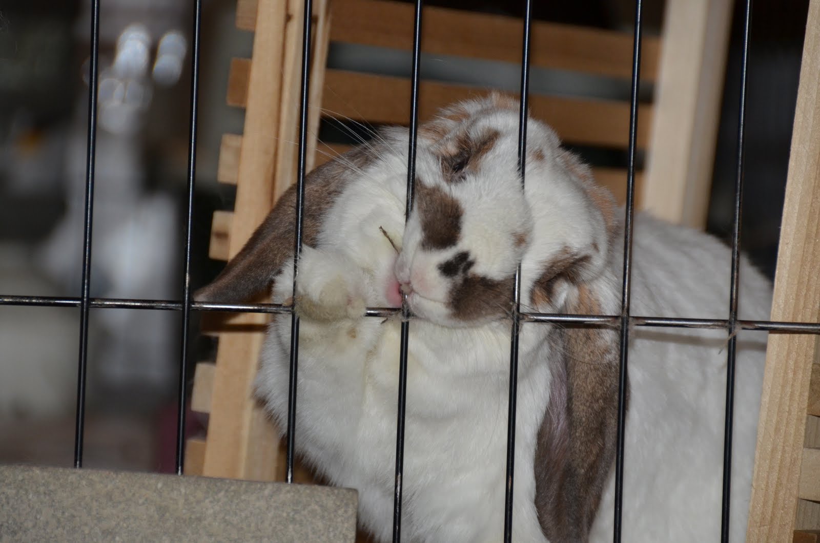 RoadBunner Monday Mario