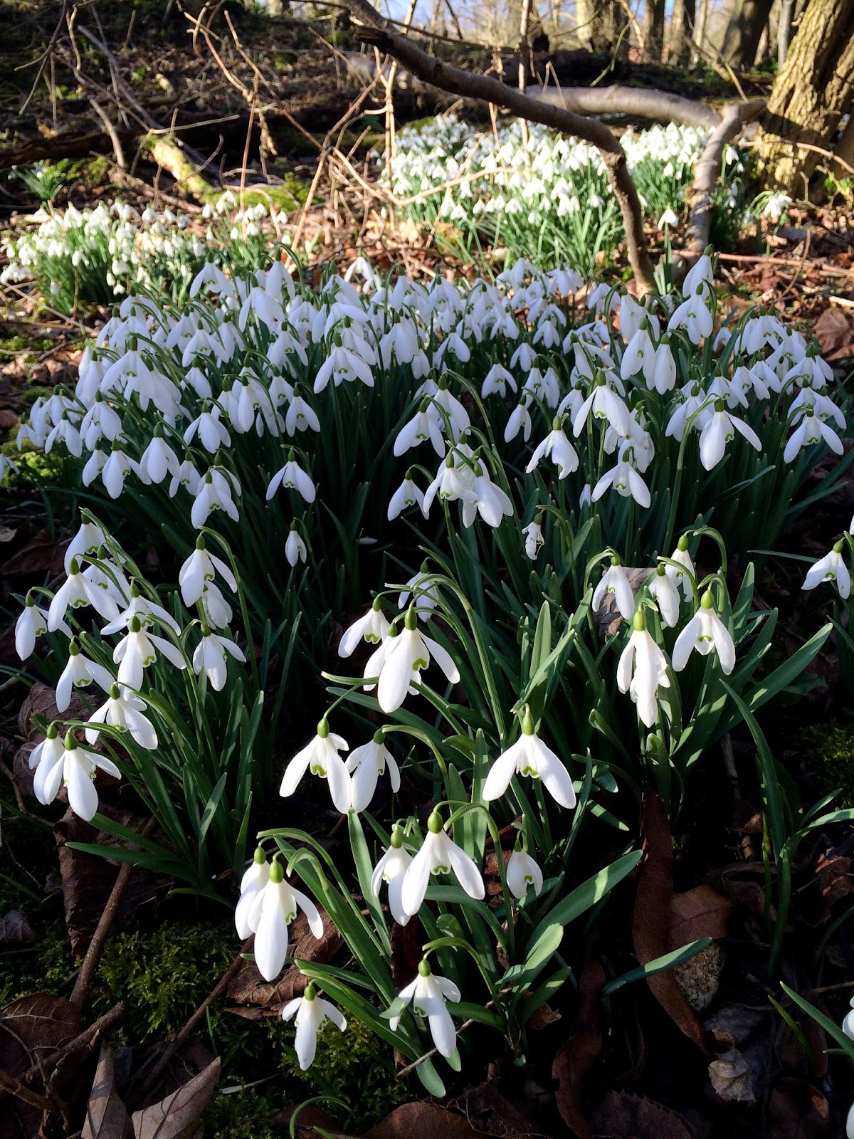Snowdrops - photograph by A Handmade Cottage