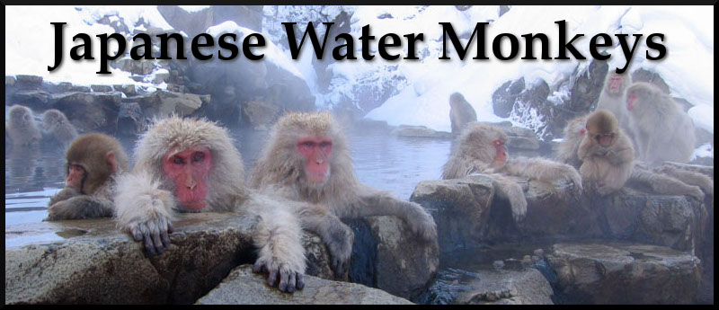 Japanese Water Monkeys