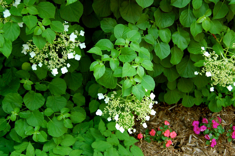 Astrid's Garden Design: Beautiful Blooms June 1 2012