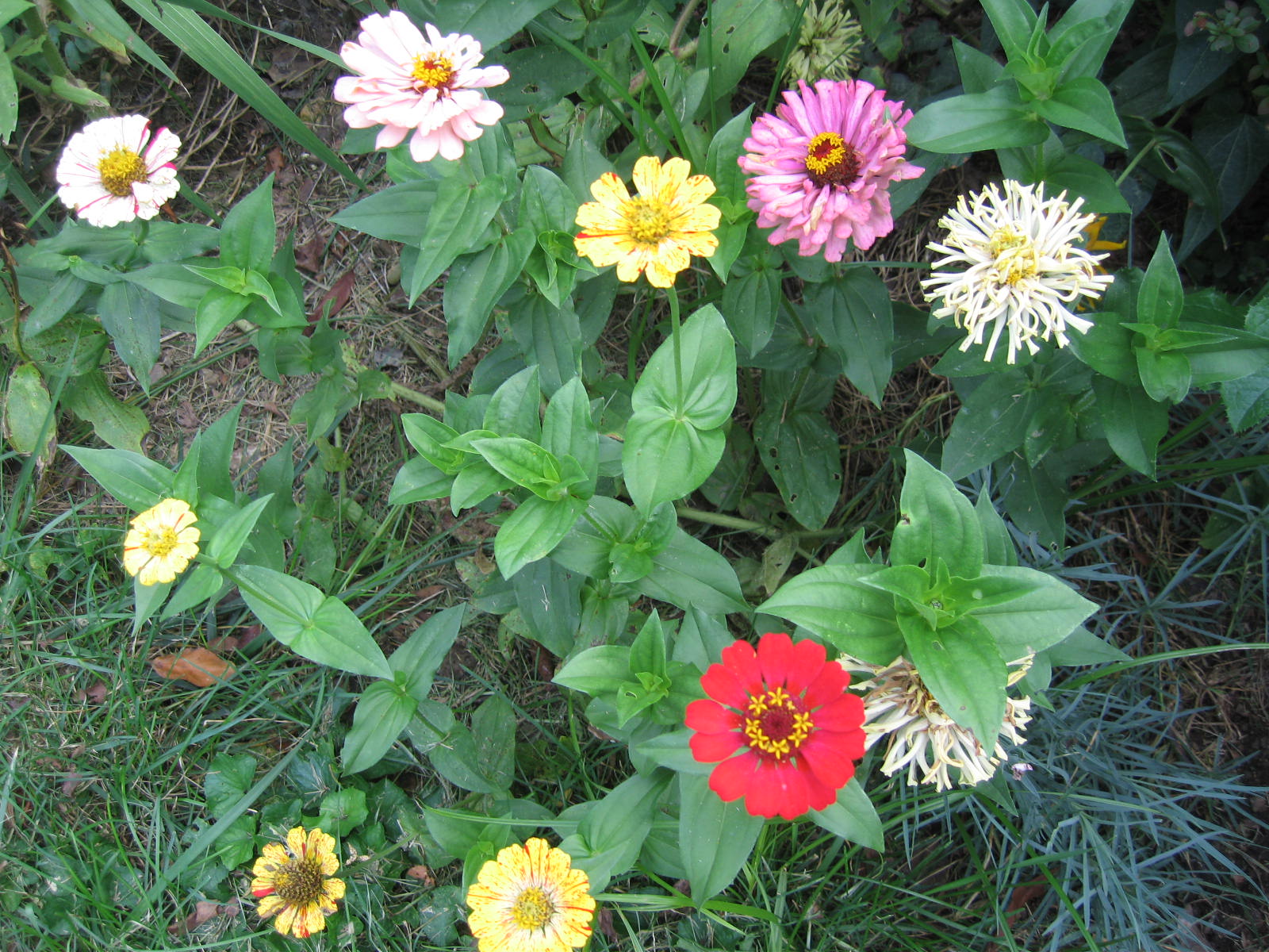 minhus Winter Sowing Grow Beautiful Flowers and Plants Cheaply