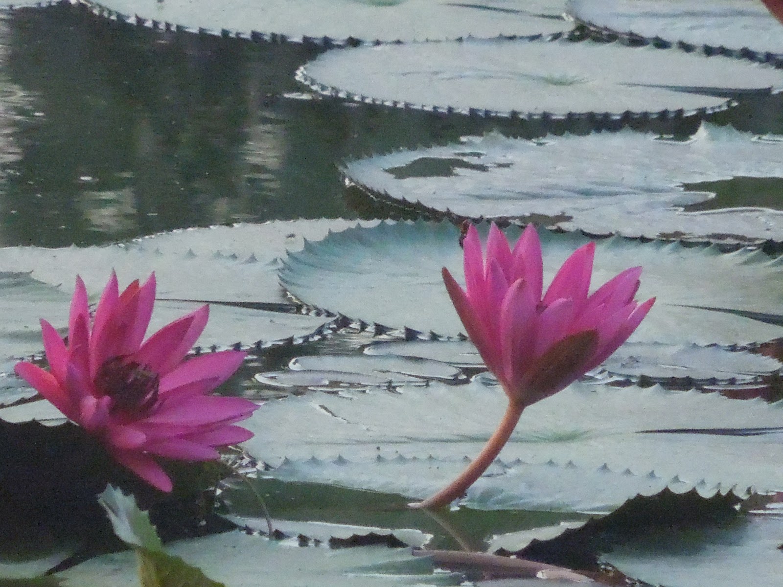 rencontre sur la route du lait