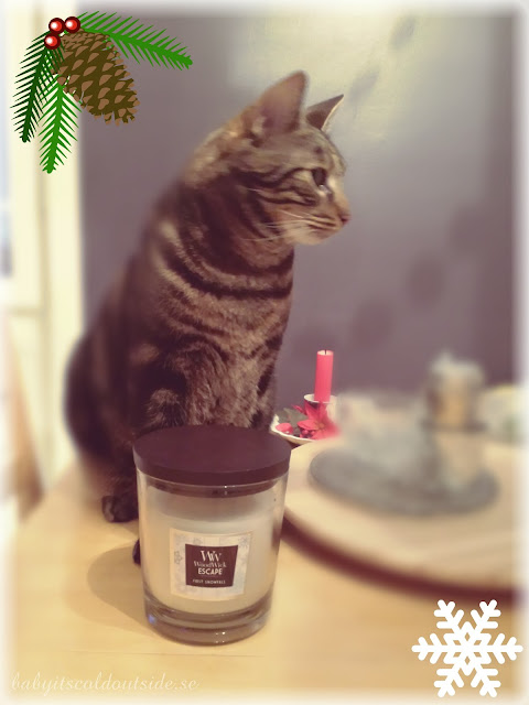 woodwick candle, first snowfall, cat