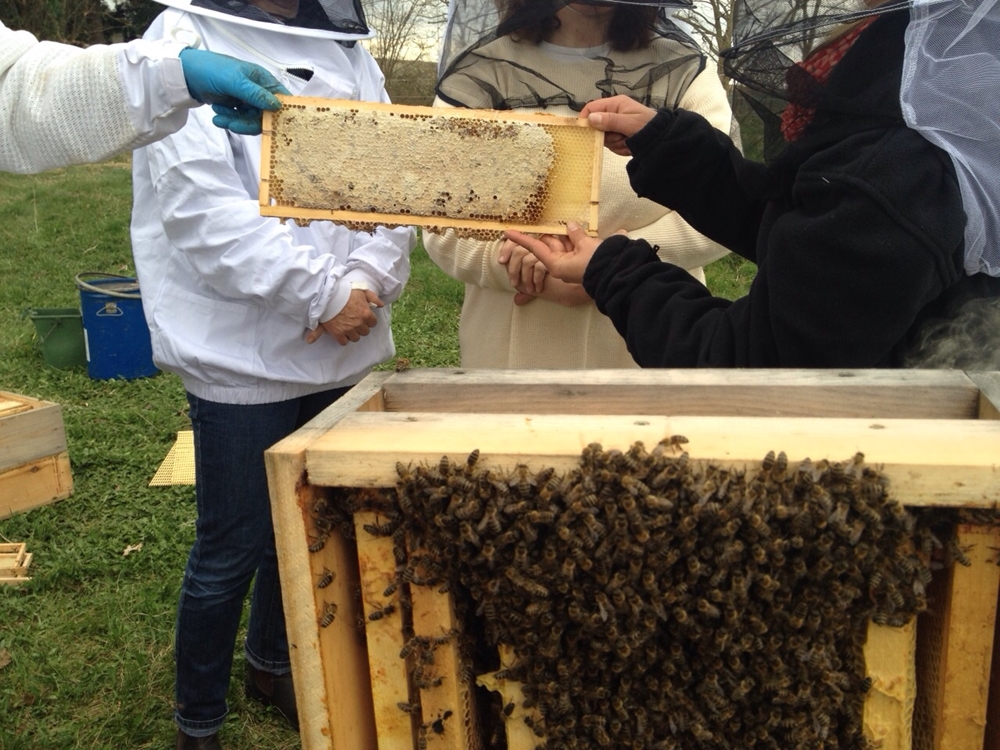 Grimmskram Bienen Halten