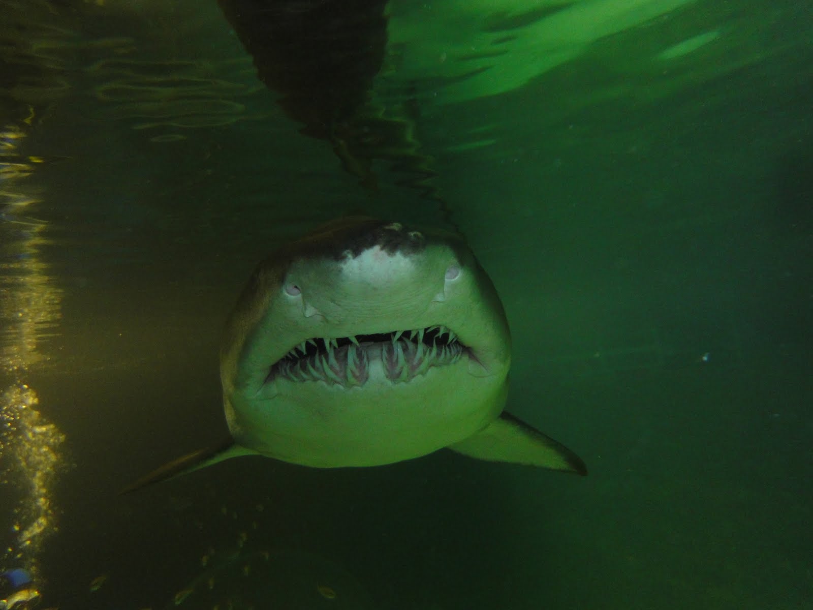 Elissa's Place Shark Dive at Manly Aquarium Sydney.