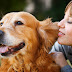 Mira los 100 nombre de perros famosos