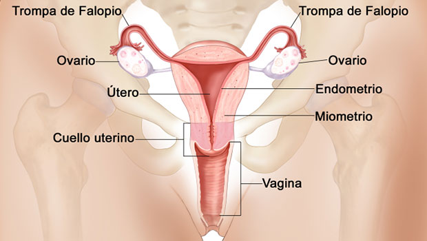 el sistema reproductor femenino