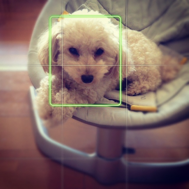 犬の顔も認識できるios 6のカメラ パワーアップした顔認識精度の実力を検証 Appmama Iphoneアプリ開発者の妻のブログ
