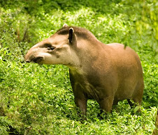 Fauna Bacia Taquari-Antas- Fonte: Aepan-ONG - Série: Mamíferos