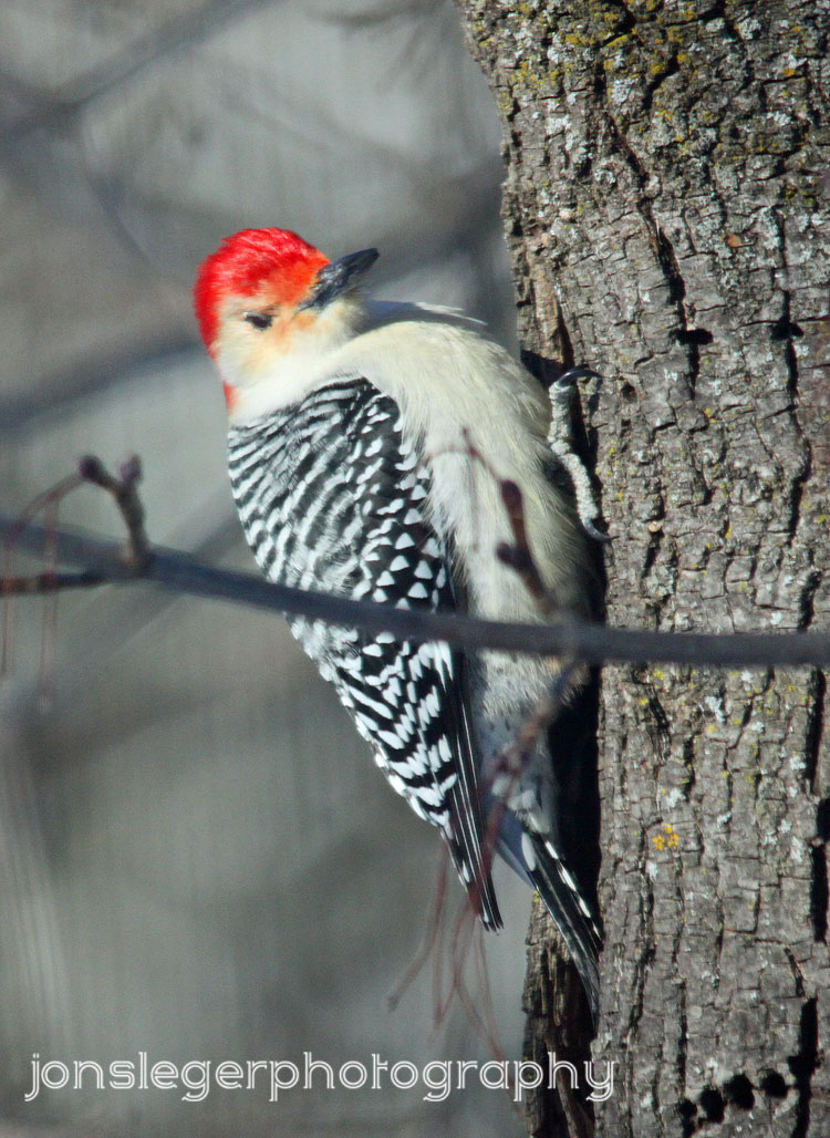 pictures of woodpeckers in illinois pictures of woodpeckers in illinois