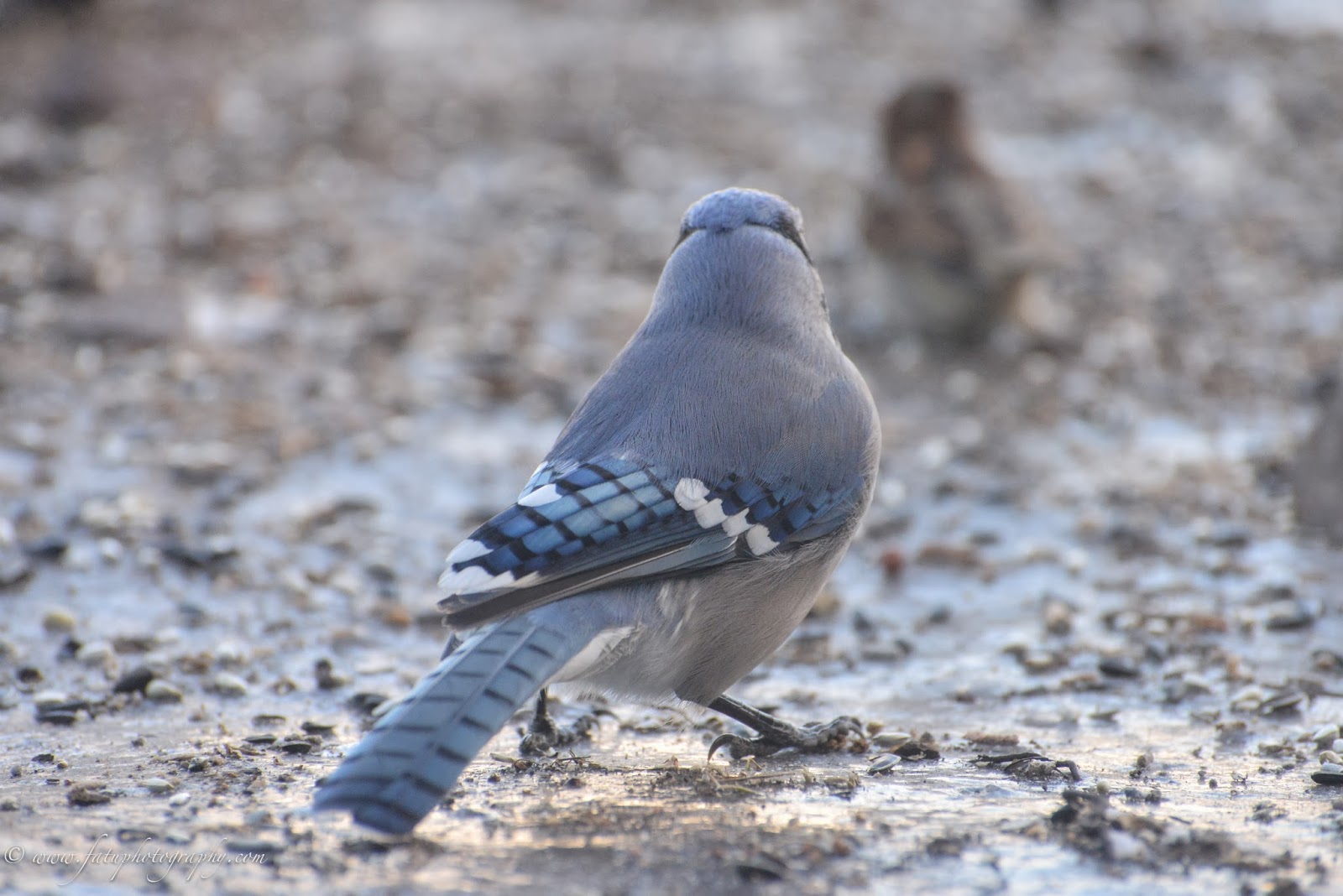 Fatu Photography Headshots & Lifestyle Birds of Kansas City
