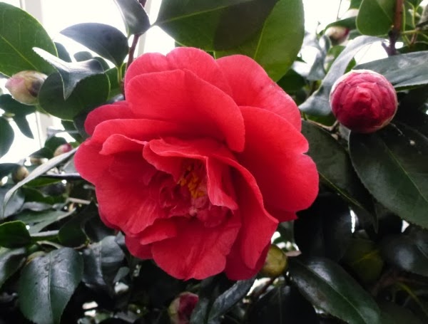 Camelia japónica 'Rubra plena' Camelia japónica 'Rubra plena'