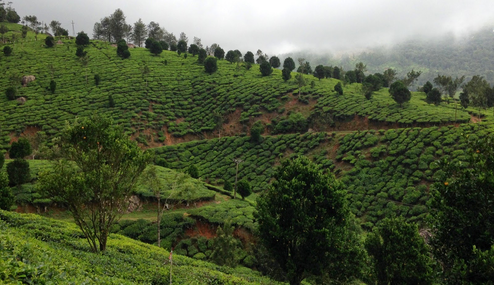 Munnar in Monsoon Munnar in Monsoon