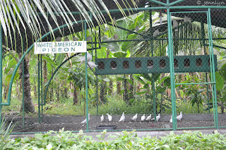 white american pigeon white american pigeon of Garin farm