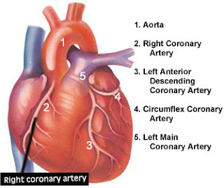 arteries of the heart | diagram of heart arteries | right coronary artery of the heart | left coronary artery of the heart