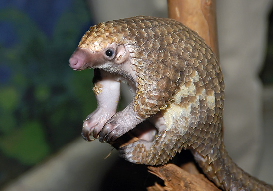 pangolin-02.jpg