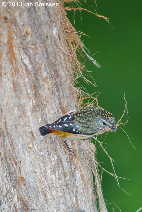 A passion for birds... Brisbane Ranges Bush Birds