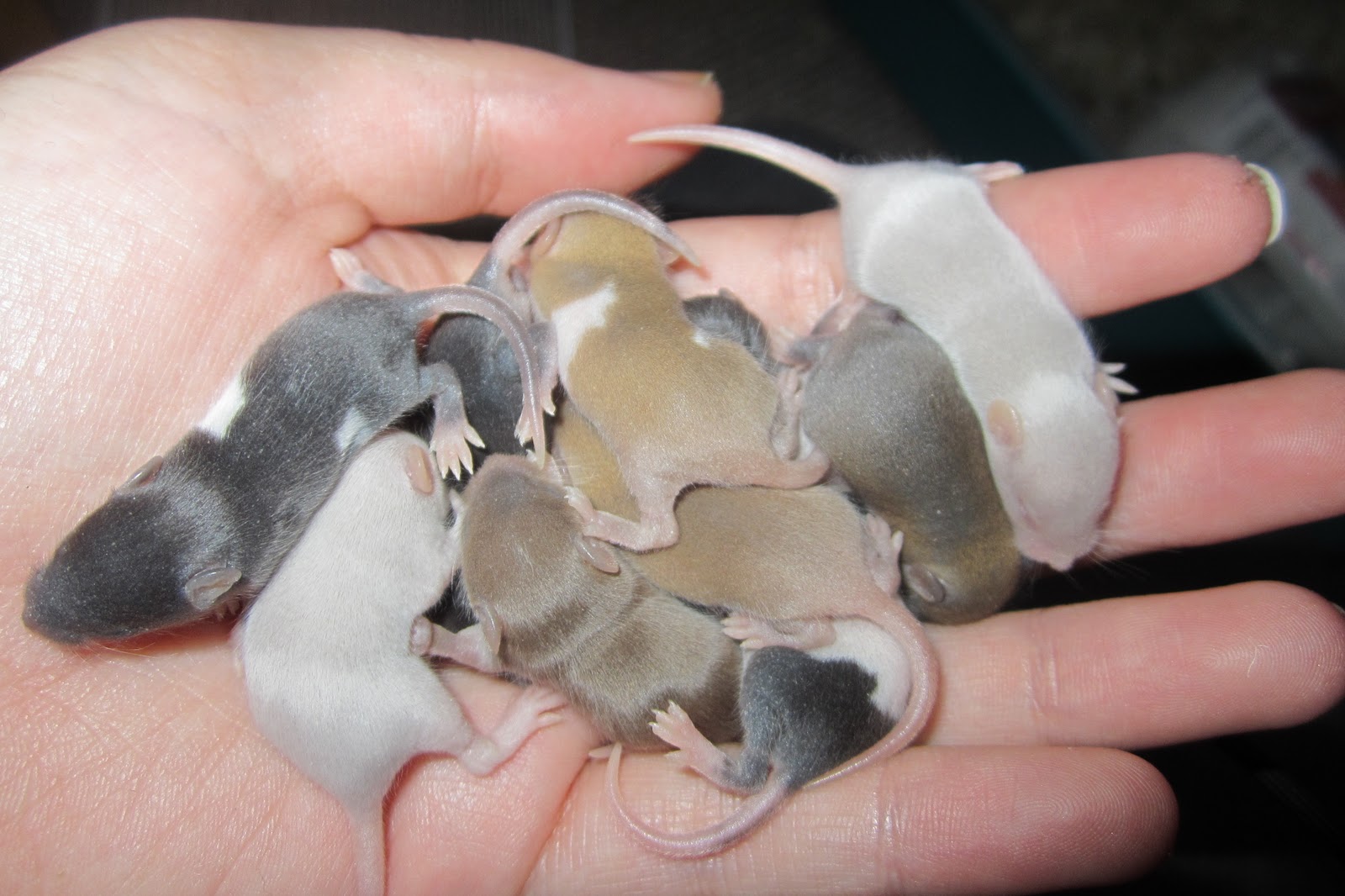 Room 11 Totara Park Scool: Baby Mice Update