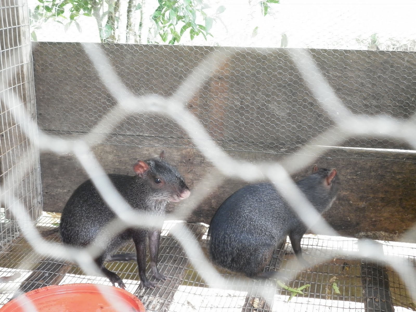 Out On A Limb The Beginning of My Time in the Amazon!