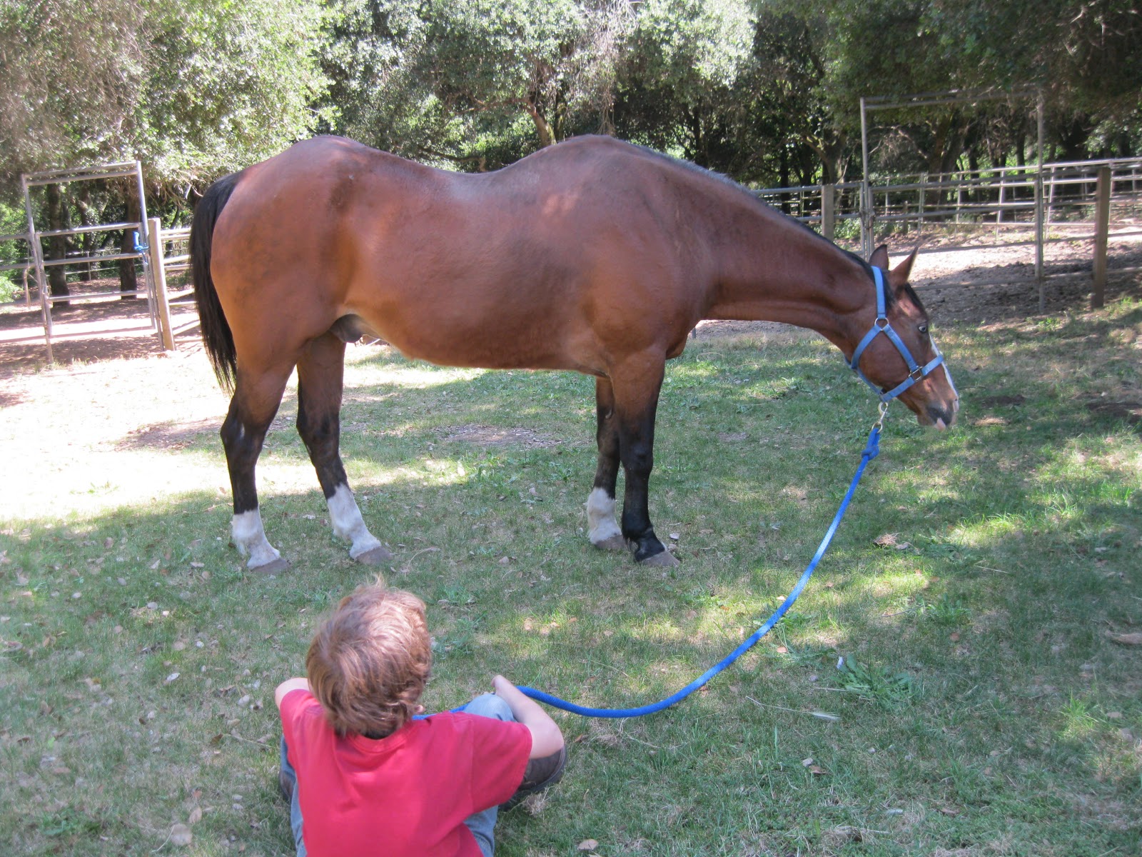 Equestrian Ink Training a Cutting Horse and a FREE Book About Cutters