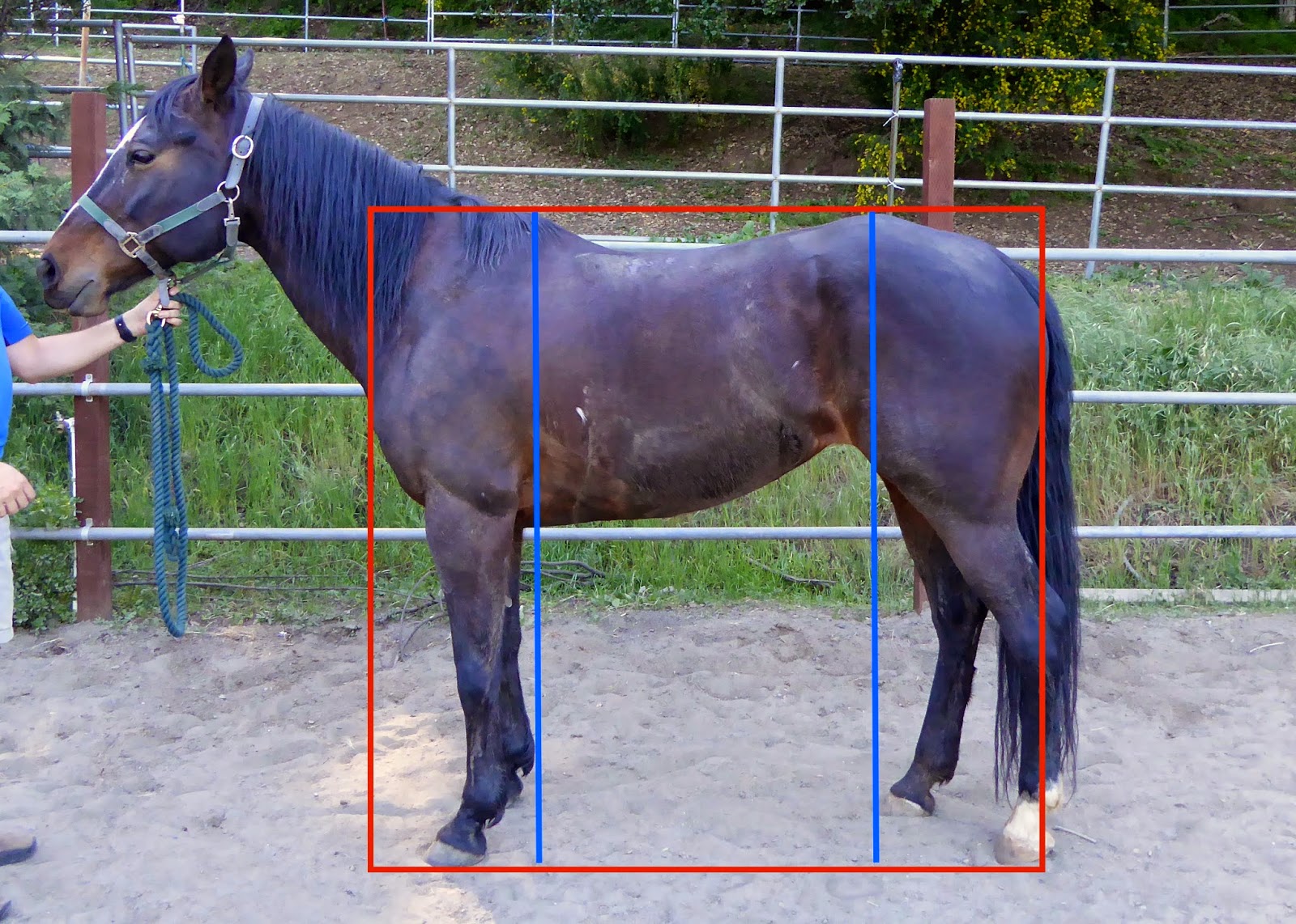 Conformation Analysis Shasta DIY Horse Ownership
