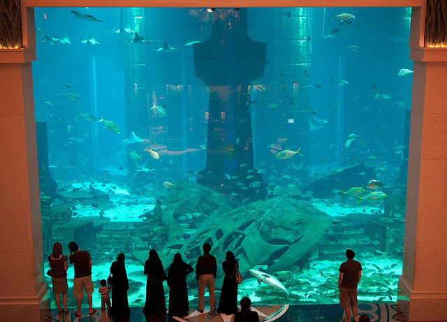 Dubai Aquarium And Under Water Zoo Traveling Tour Guide