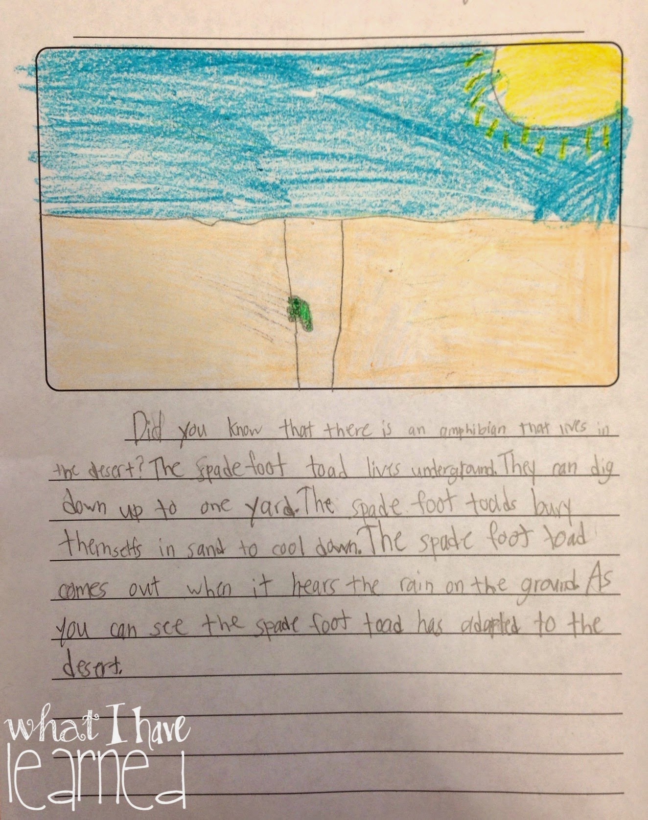 expository essay on turtles expository essay on turtles