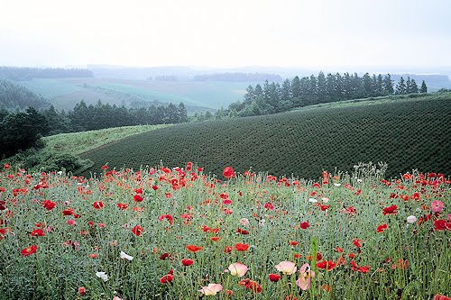 Campo de flores rojas- Red flower field (1920x1363)