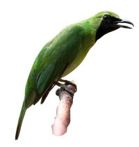 BURUNG CUCAK HIJAU / BURUNG CUCAK IJO / MURAI DAUN