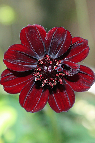 Flor de chocolate - Solo Nuevas Flor de chocolate - Solo Nuevas