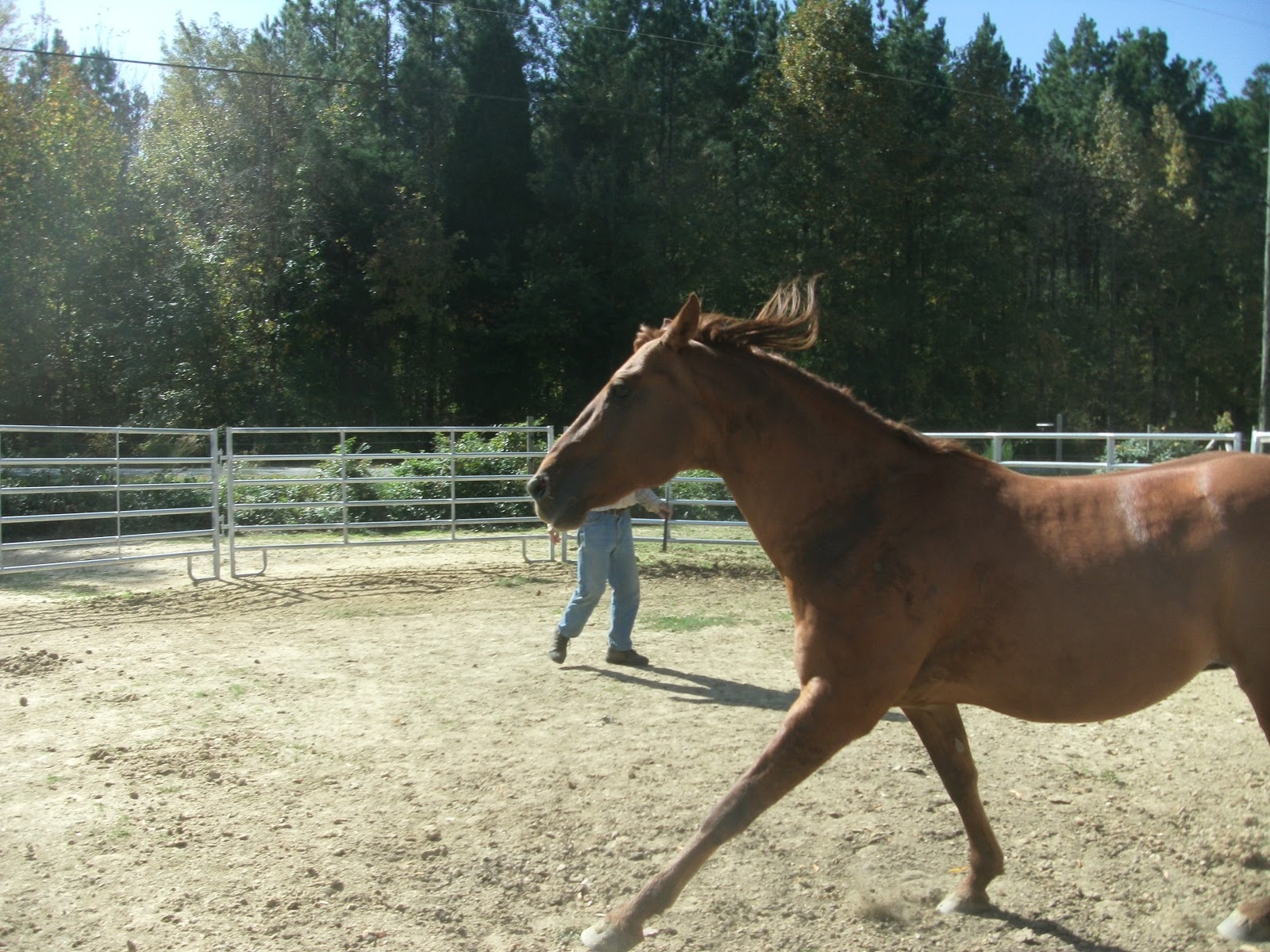 Horse Training The Carolina Cowboy Round Ring Copper's First Session