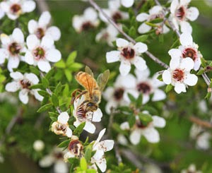 fleur de manuka fleur de manuka