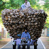 Sri Lankan: Tamil farmers transport coconut husk in Jaffna