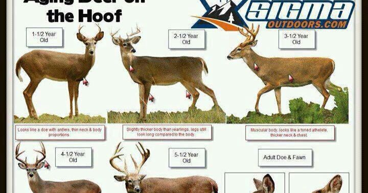 marian s hunting stories etc etc etc aging deer aging deer on the hoof chart