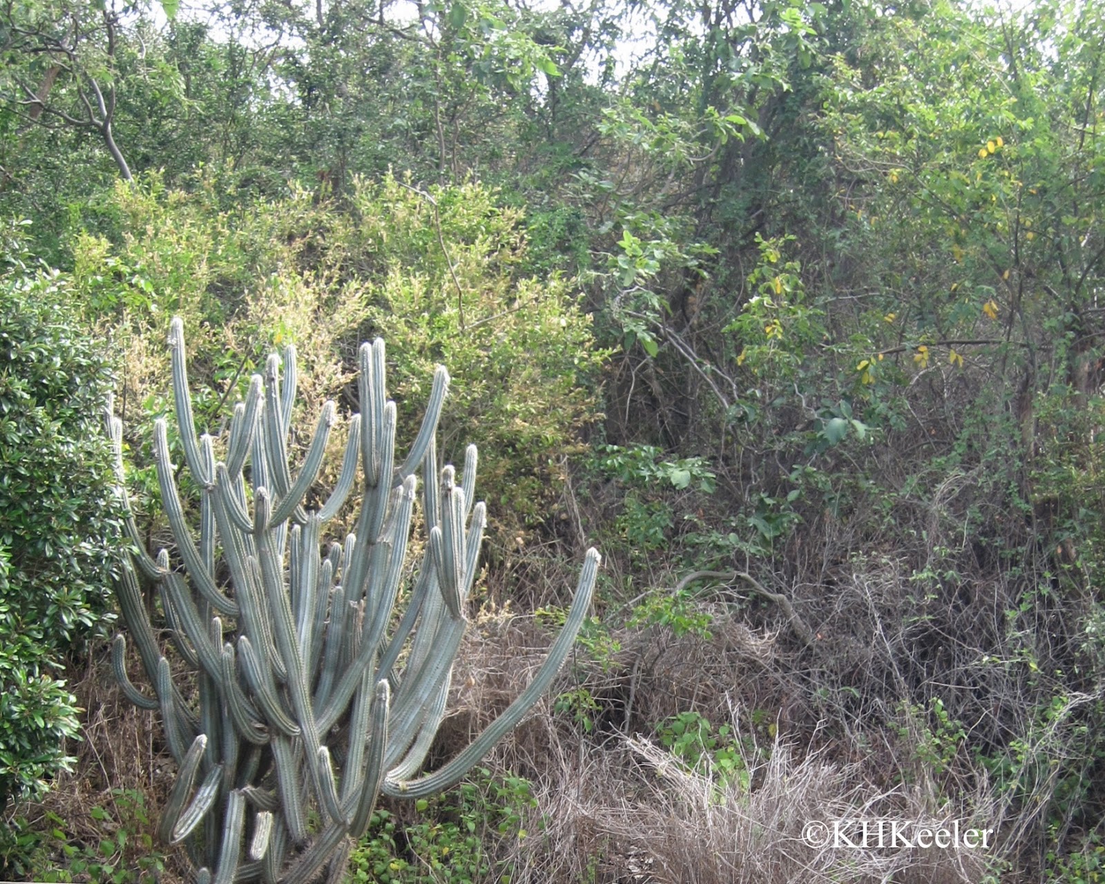 tall cactus tall cactus